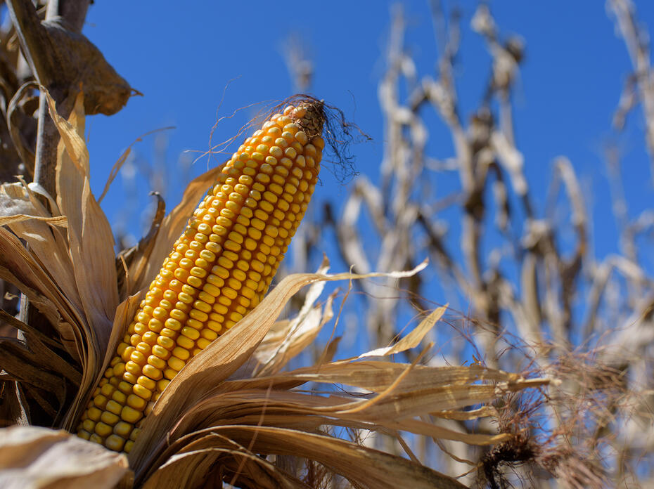 The husk has been pulled away from a yellow ear of dried corn in a field.
