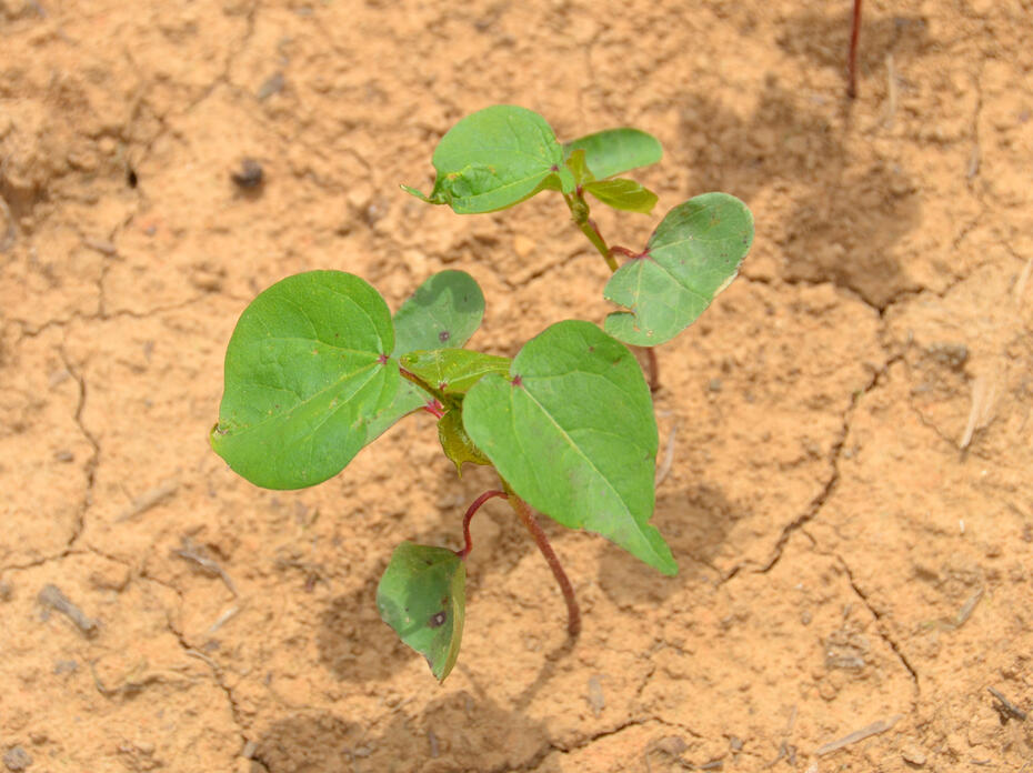 A cotton plant in a field.