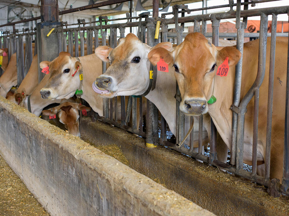 Brown cows are lined up in stalls.