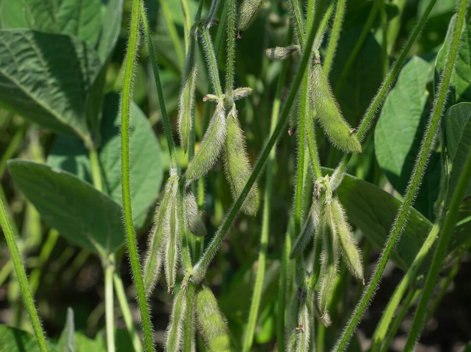 Soybeans in a field