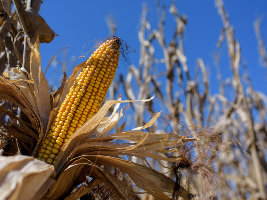 A close-up of an ear of corn.