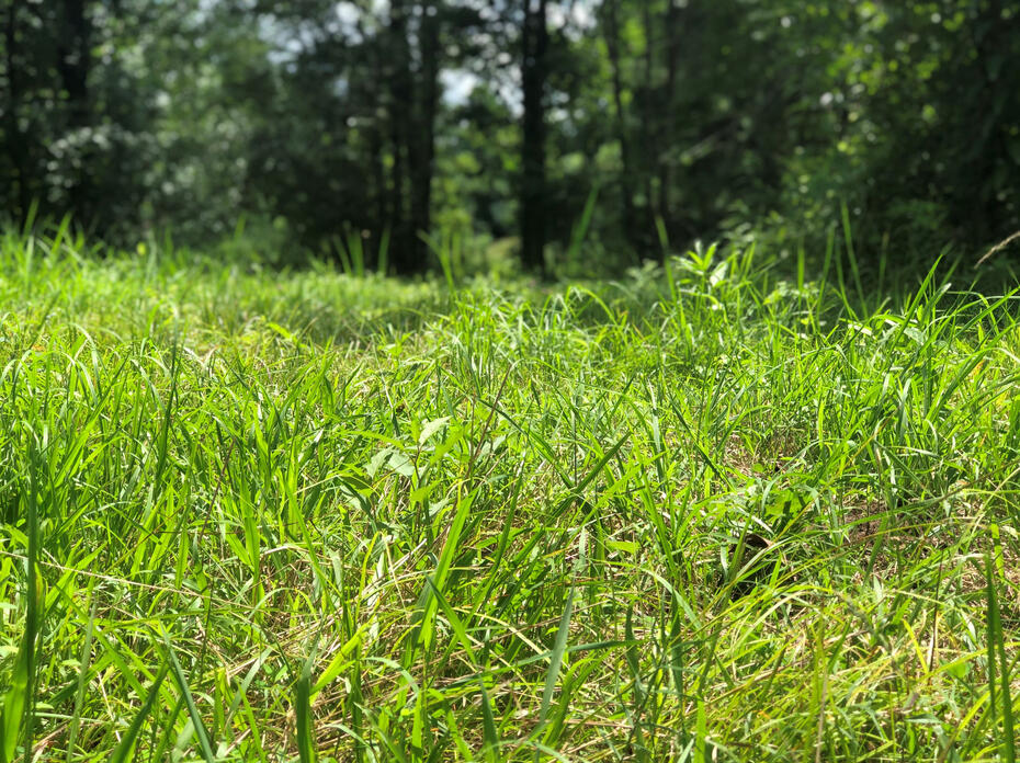 A close-up of tall grass with trees in the background.