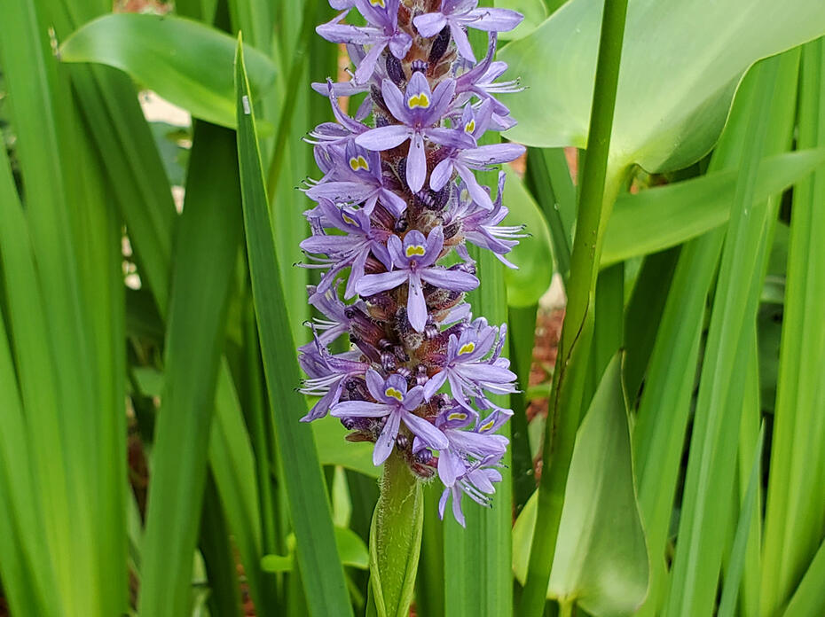 A tall, purple weed in the foreground with green grass in the back.
