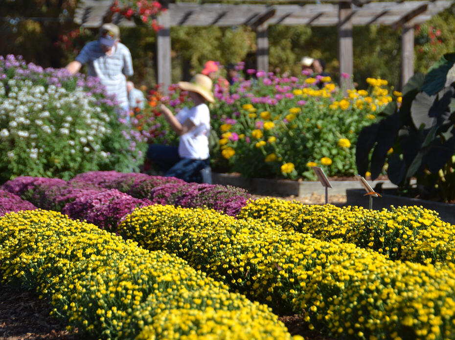 Rows of mums fill a flower bed.