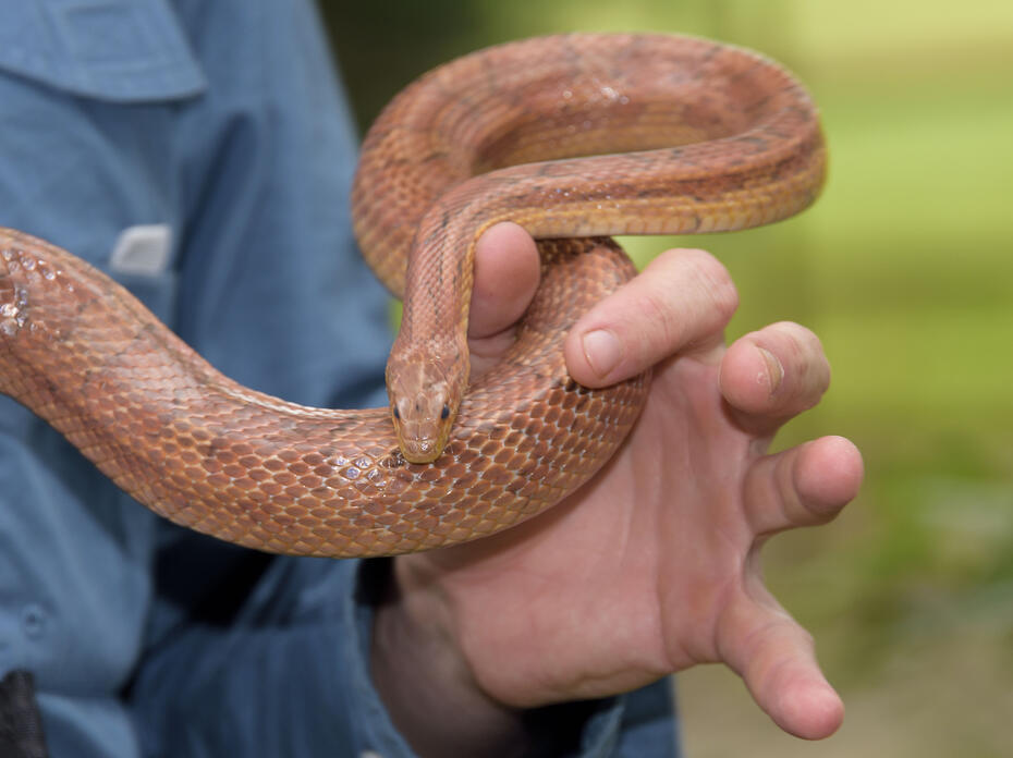 A hand holds a brown snake.