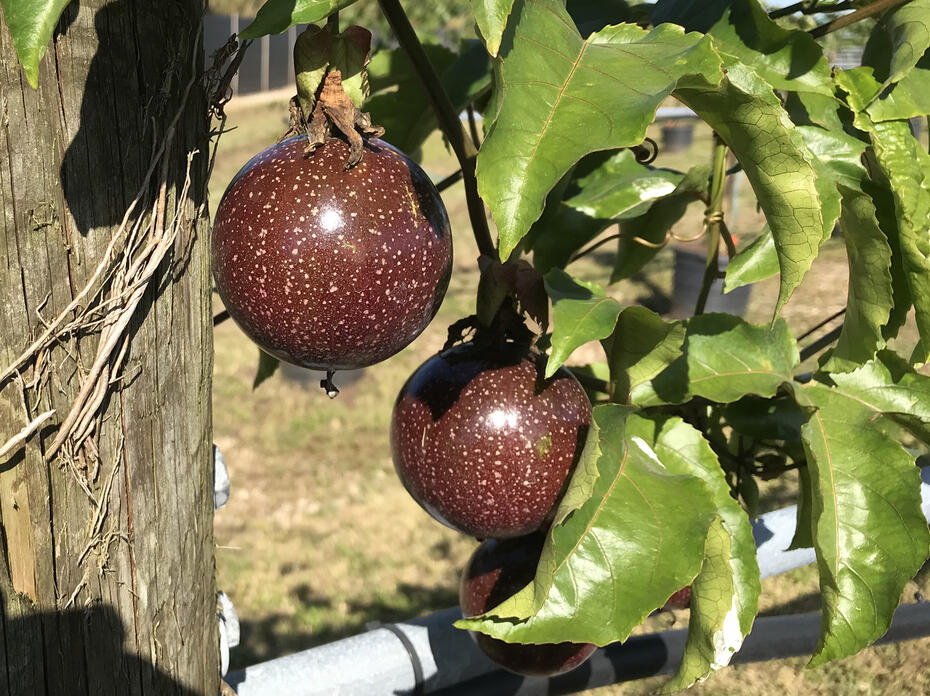 Passion fruit grown on a vine.