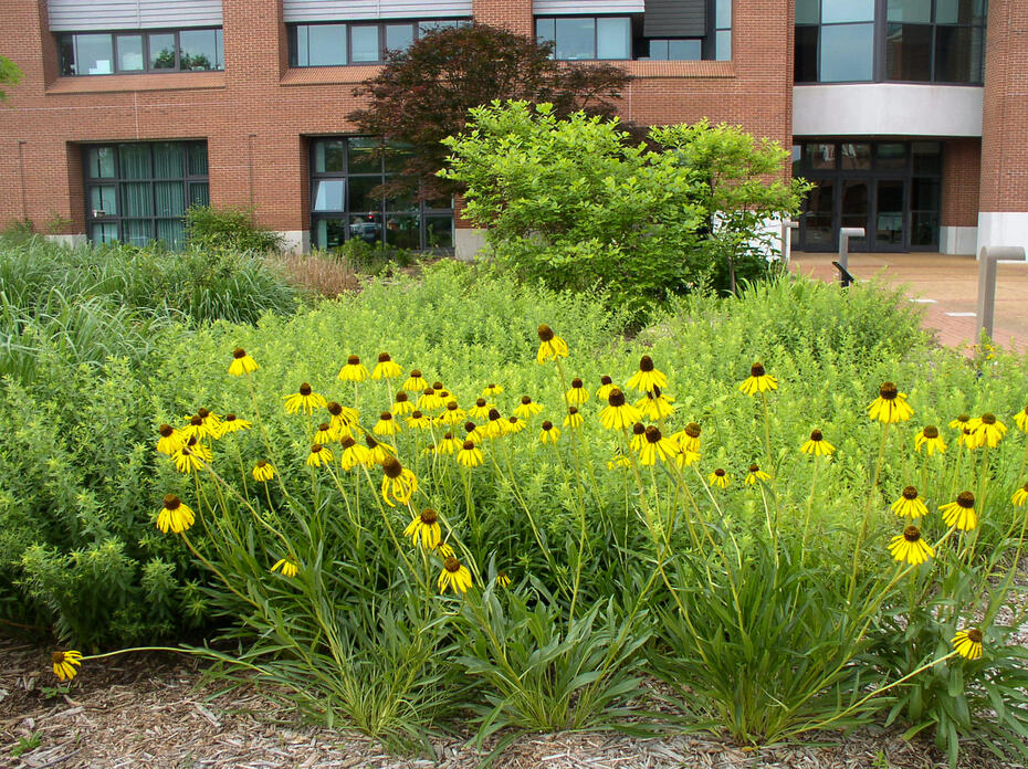 Yellow flowers bloom in the landscape in front of a building.