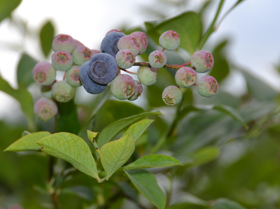 A close-up photo of blueberries on a branch of a bush.