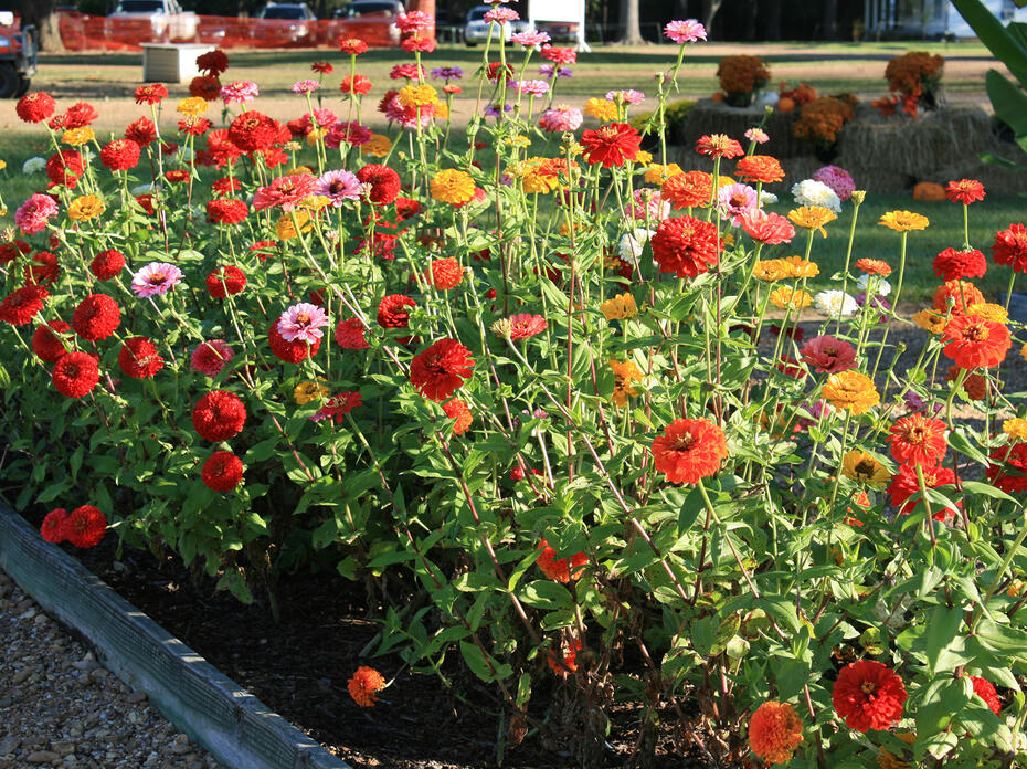 Dozens of brightly colored flowers rise on long, slender stems from a mass planting in a flower bed.