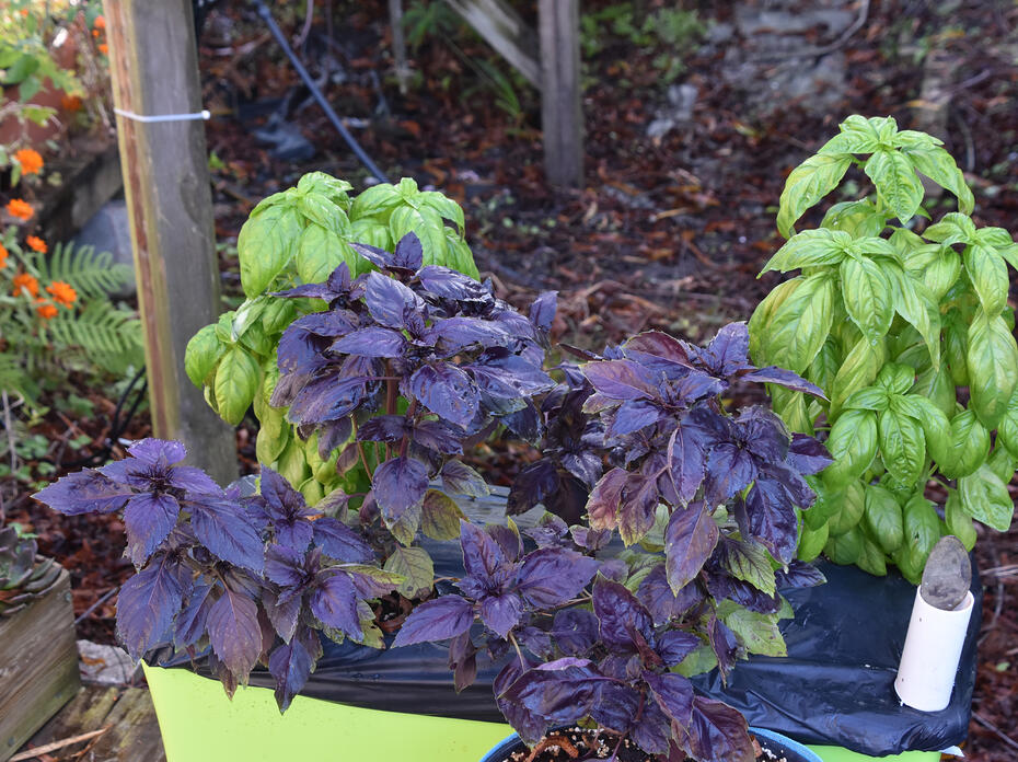 Purple and green plants grow from a rectangular, green container on the ground.