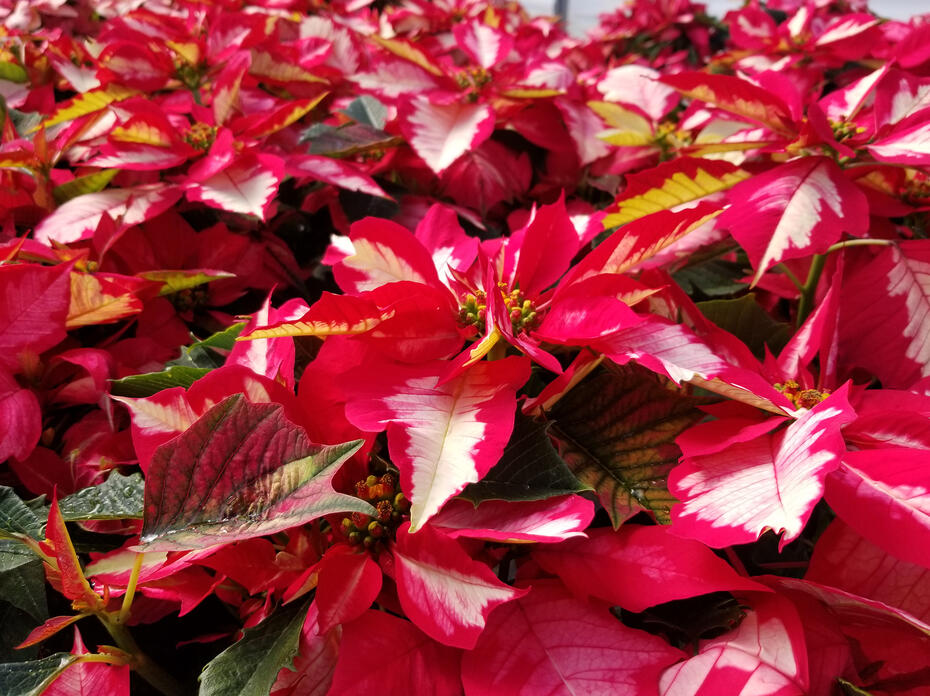 Red poinsettia leaves sport white centers.