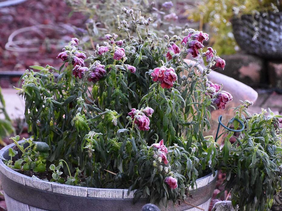 A container of plants droop under a coating of frost.