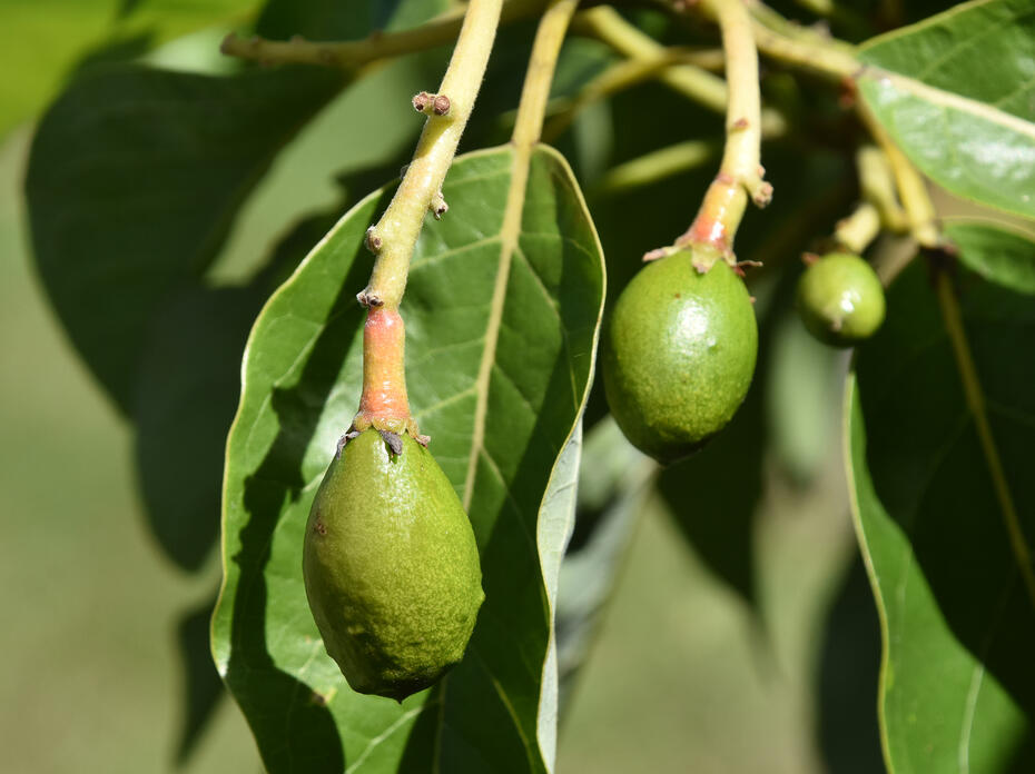 Smooth, green avocado fruit hang down on single stems.
