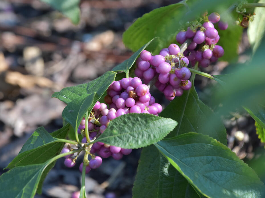 Clumps of purple berries line a green branch.