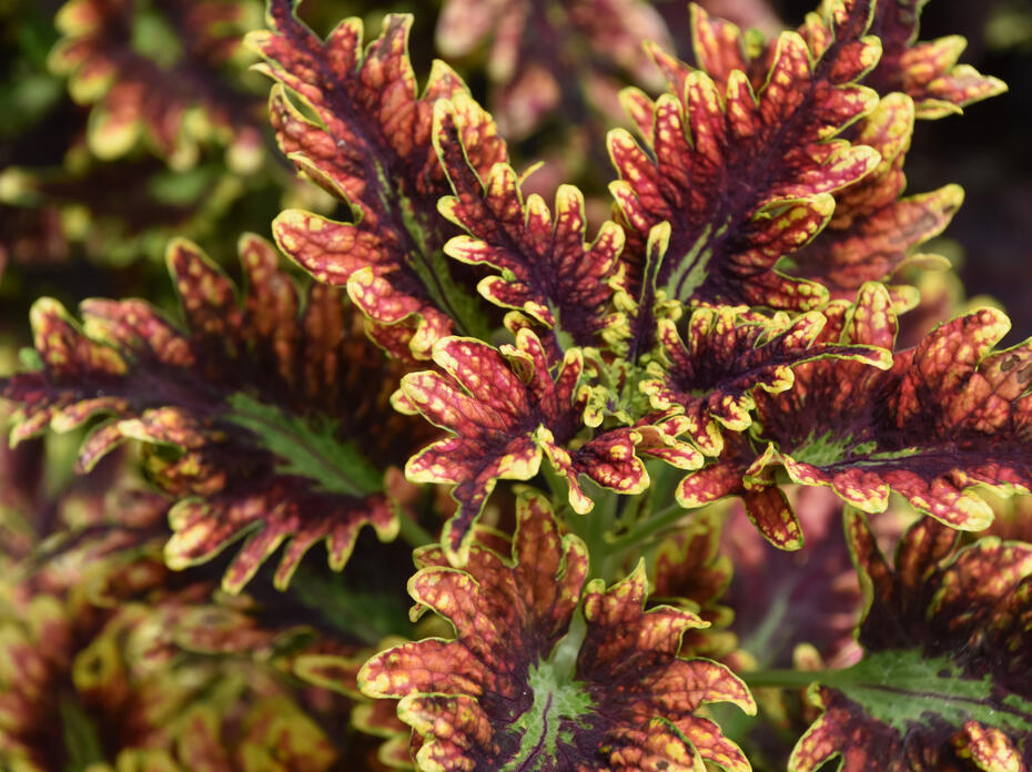 These red and green leaves have ruffled edges.