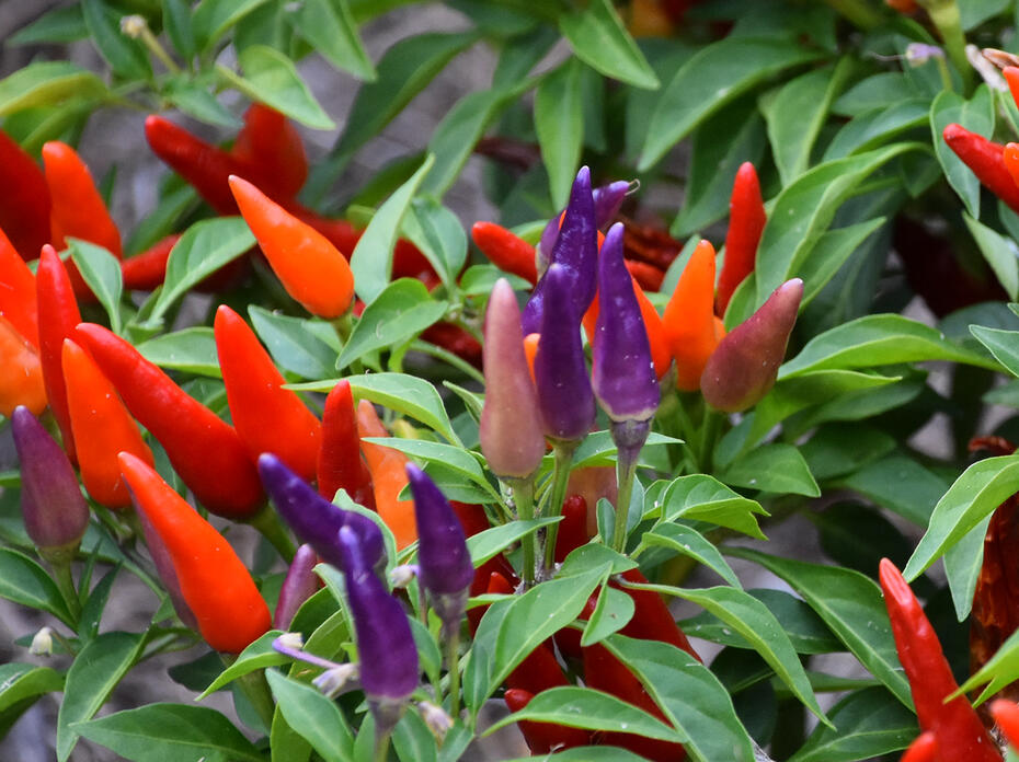 Red, orange and purple peppers rise from green foliage.