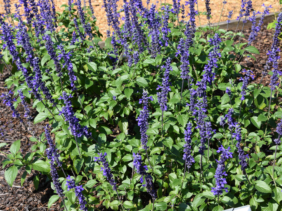 Spikes of purple flowers extend from green foliage.