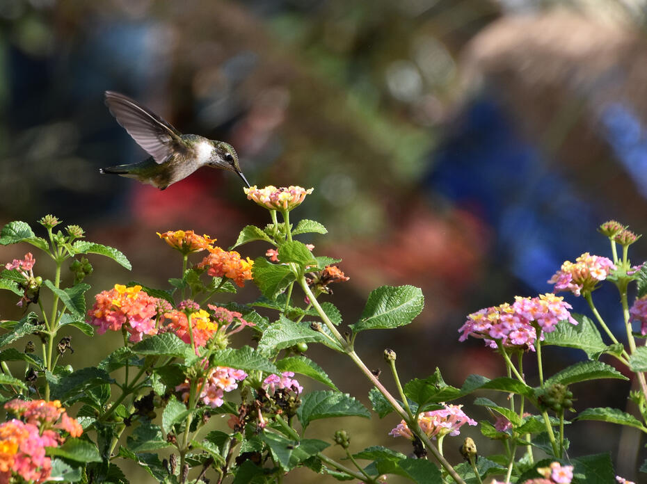 A single hummingbird drinks from a flower.