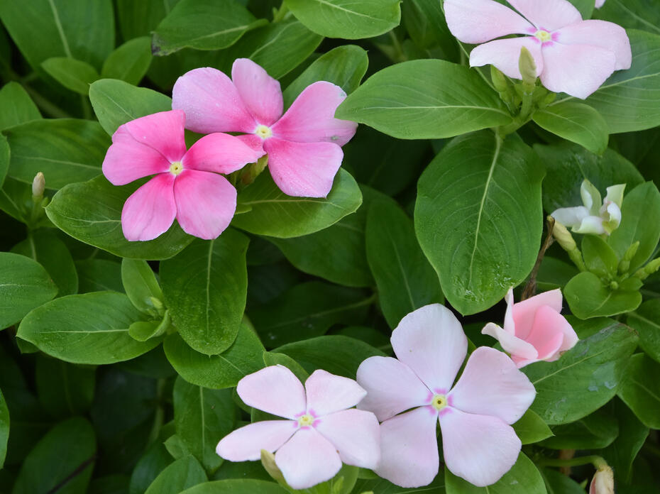 Small pink and white blooms are on a green background.