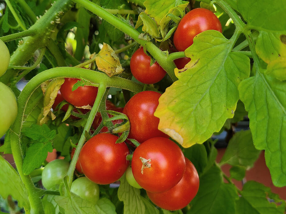 Small, red tomatoes hang in a cluster on a vine.