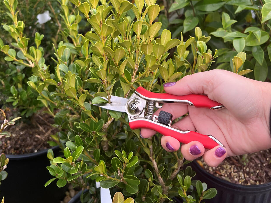 A hand holding shears prepares to trim a branch.