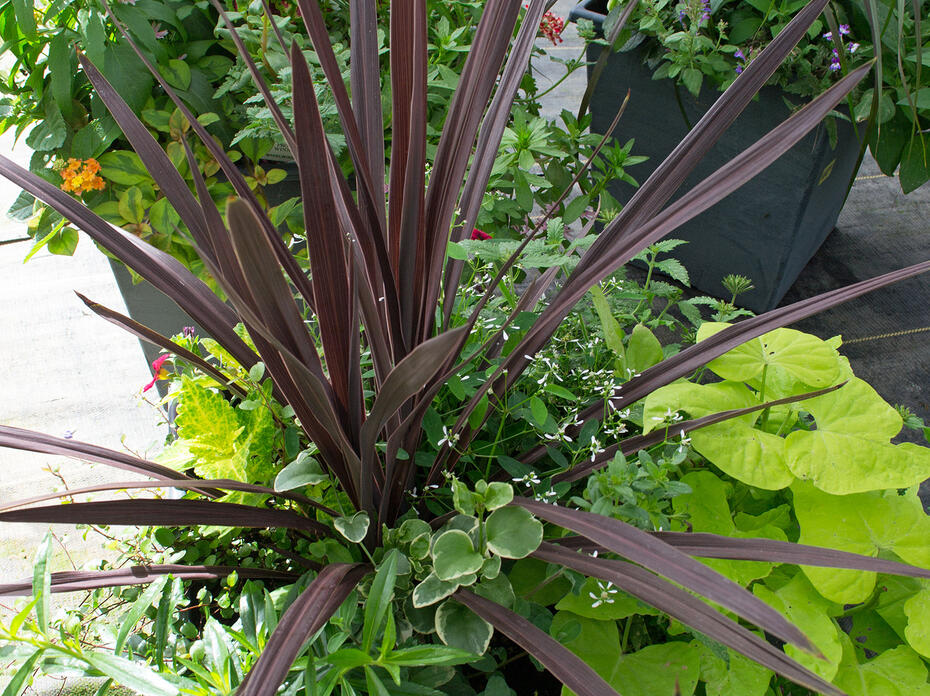 Purple sword-like leaves grow from a container of green leaves.