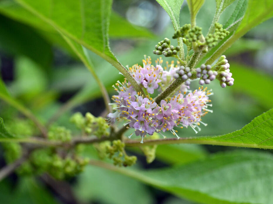 Delicate, pink flowers and tiny, green berries line a branch.