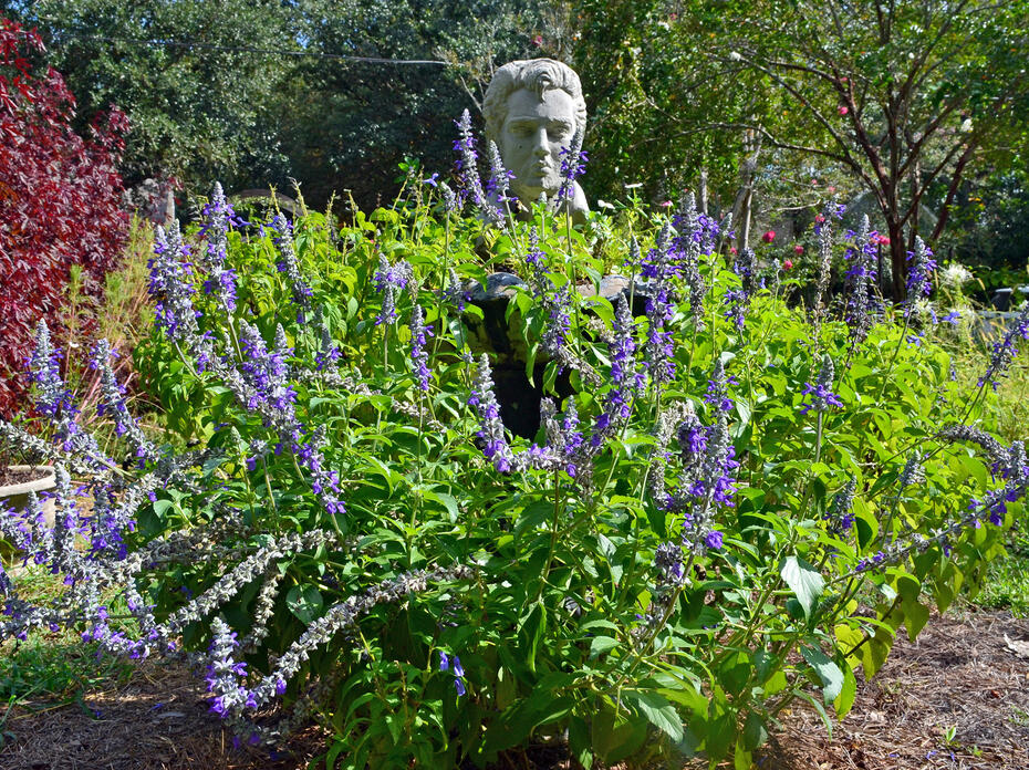 A garden bust is surrounded by a bush covered with purple flowers.