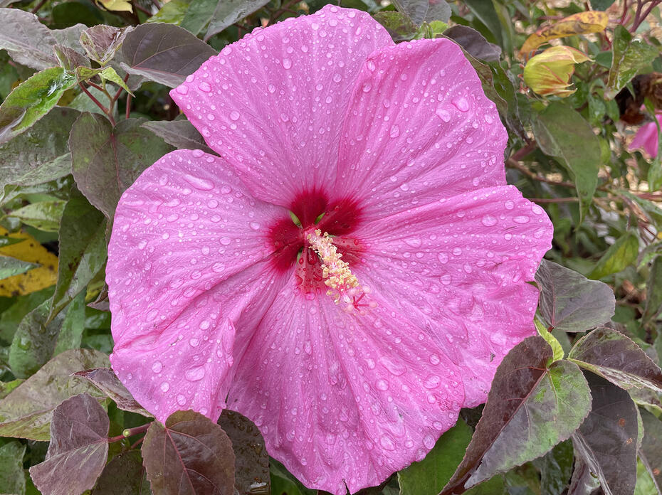 A huge, pink flower has a dark center.