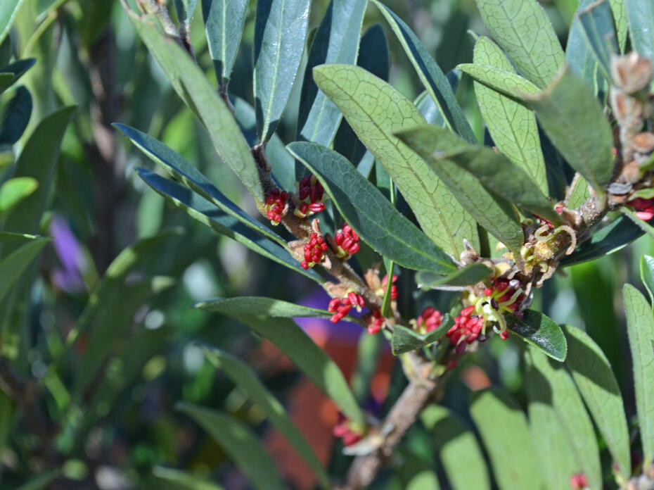 A branch with green leaves has tiny red flowers.