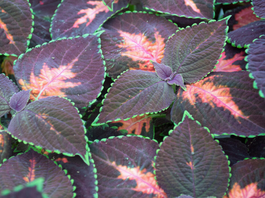 Dark leaves with pink centers are edged in bright green.