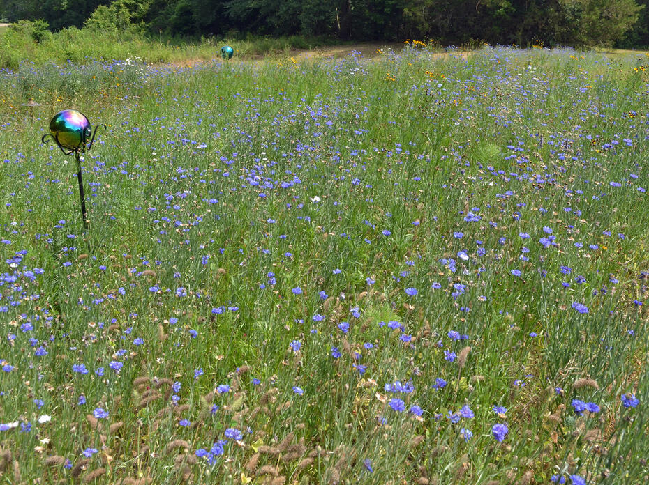 A grassy garden area is topped by delicate purple blooms.