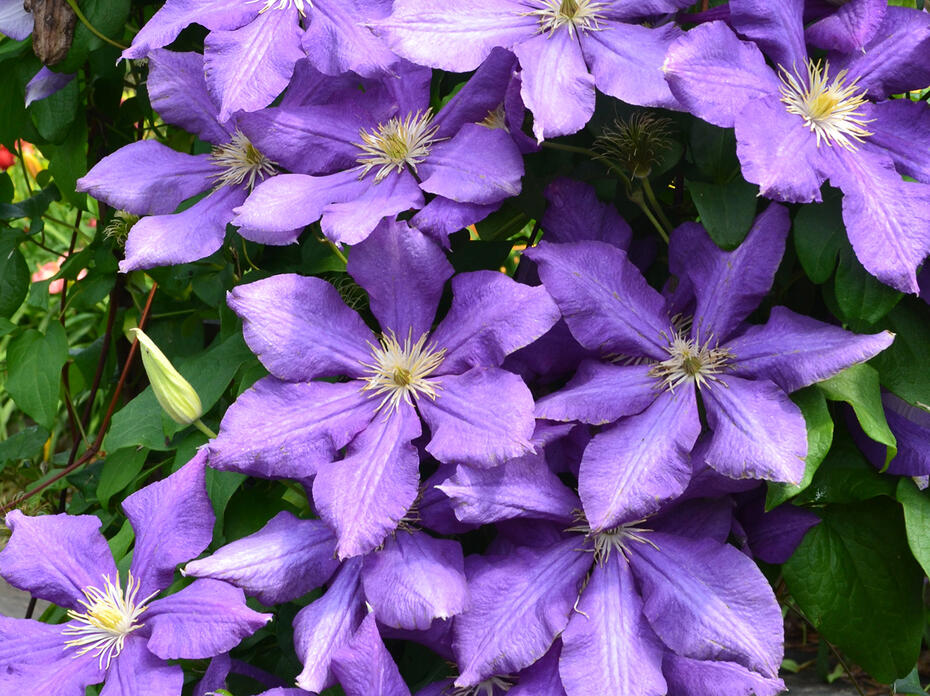 Large, purple flowers cover a vine.