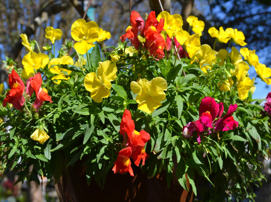 A hanging basket has red and yellow blooms.