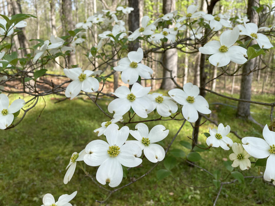 White dogwood blooms grow on bare branches.