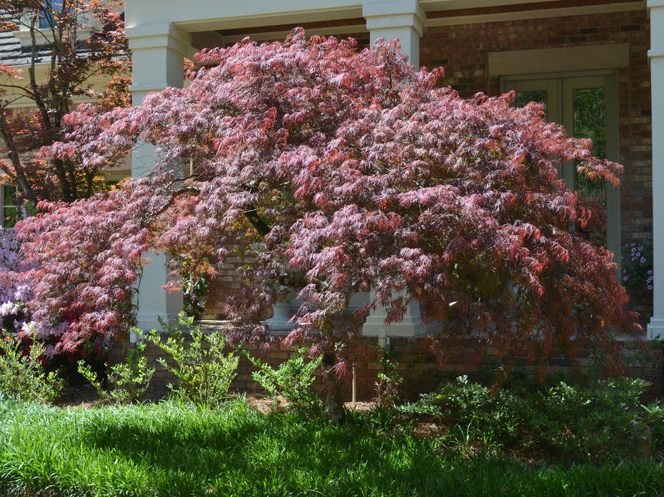 A small tree with dark leaves stands in front of a house.