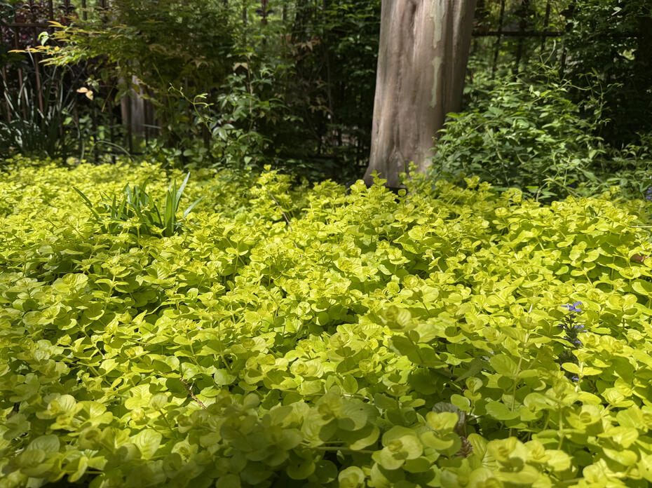 A mass of low, yellow plants covers the ground beneath a tree.