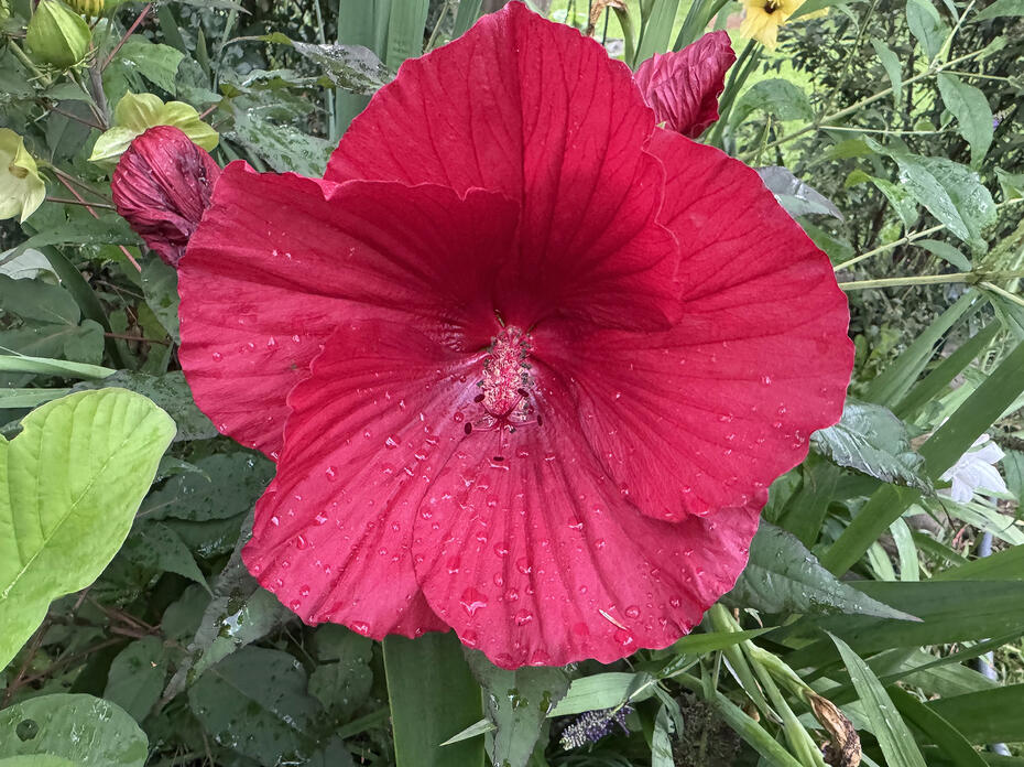 A single red bloom with a green background.