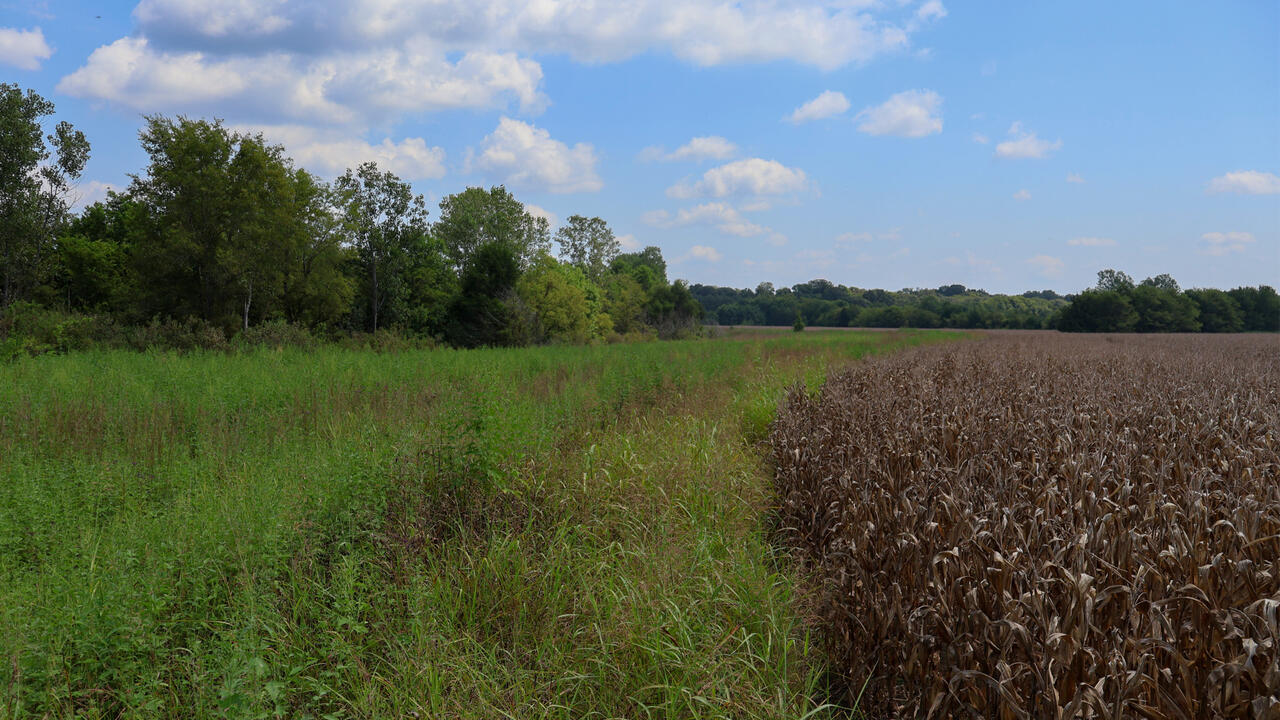 A field of grass and trees.