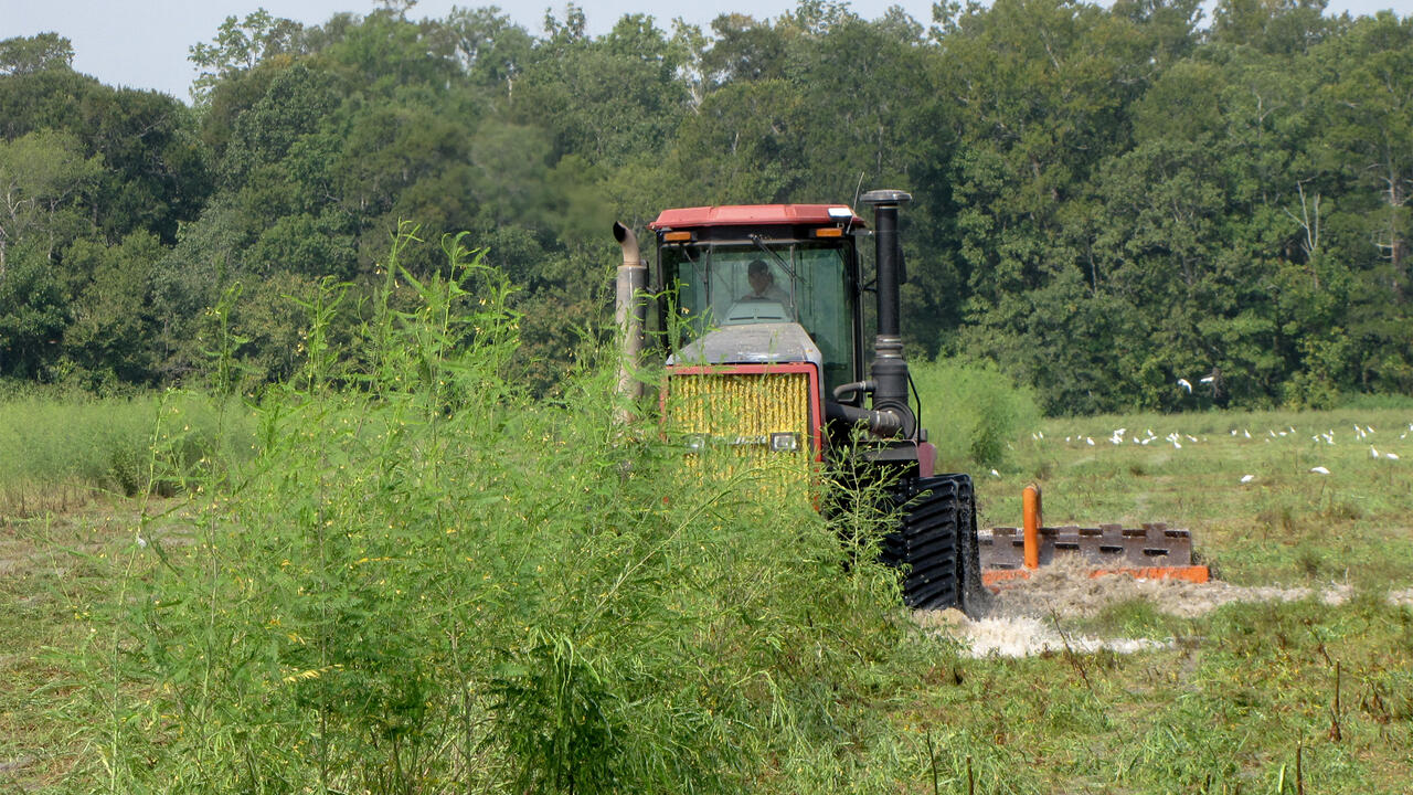 A tractor moves through a wetlands area.