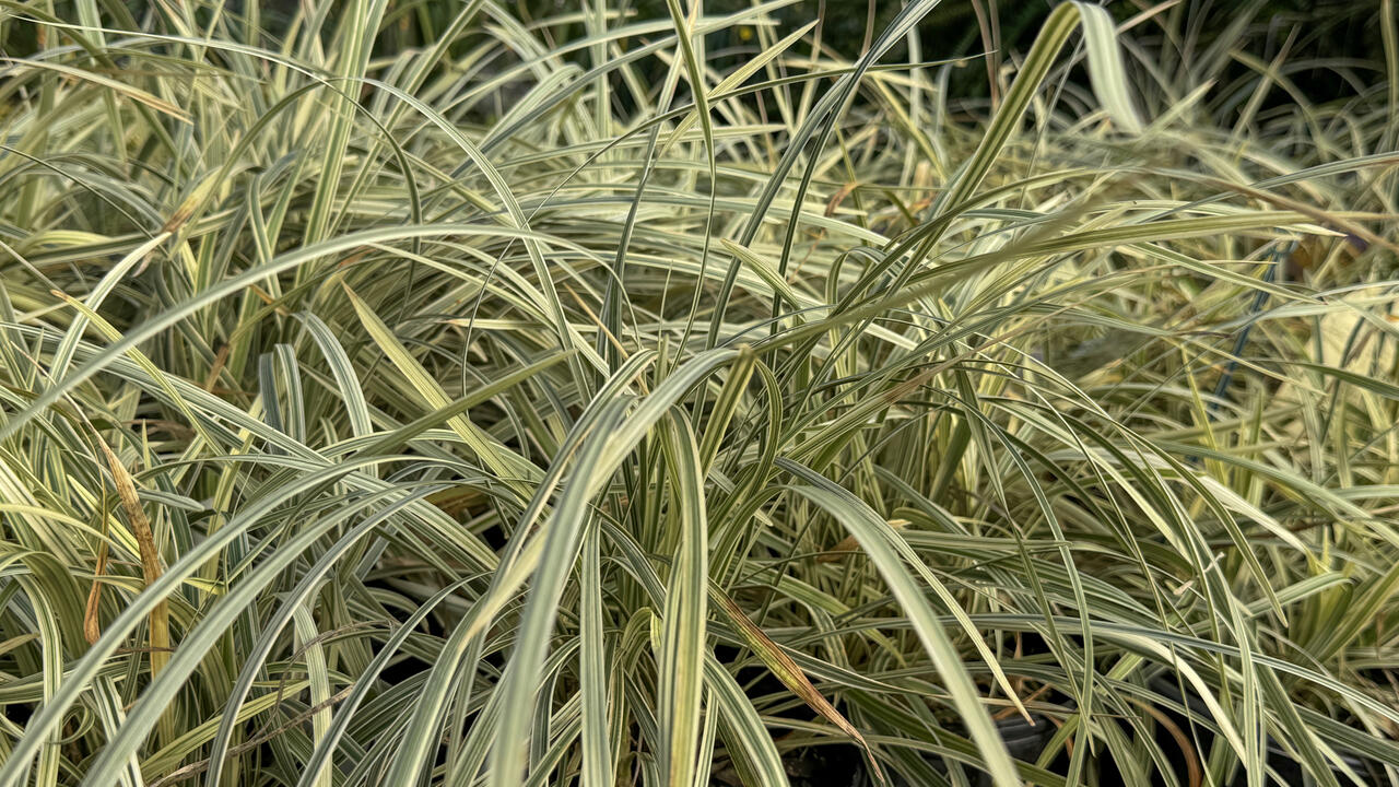 A grassy plant has long, light-green stems.