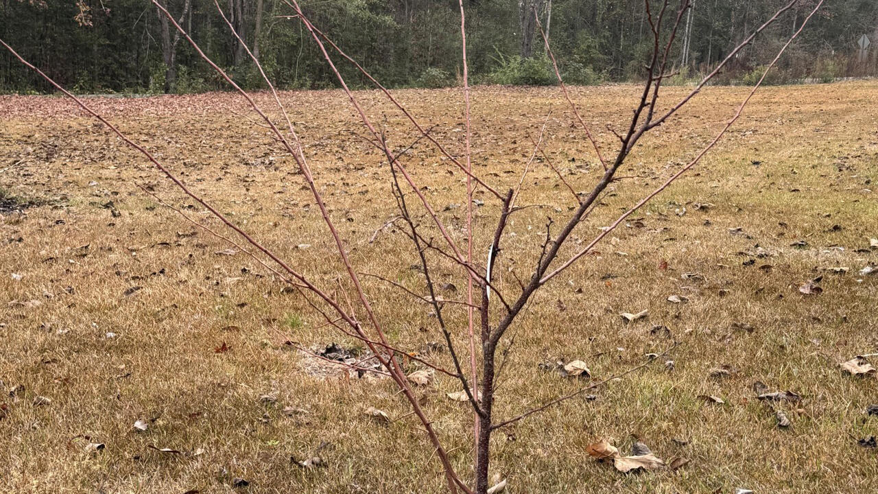 A small tree has bare branches.