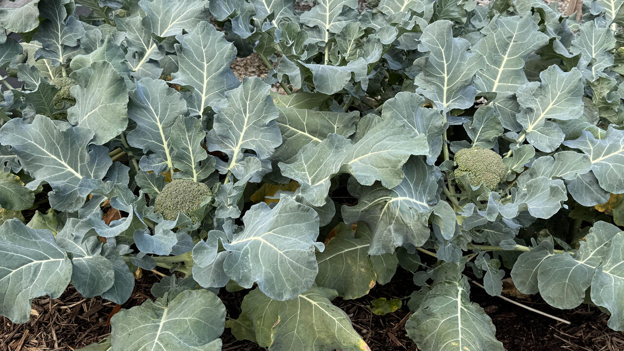 Leafy green plants have a round center.