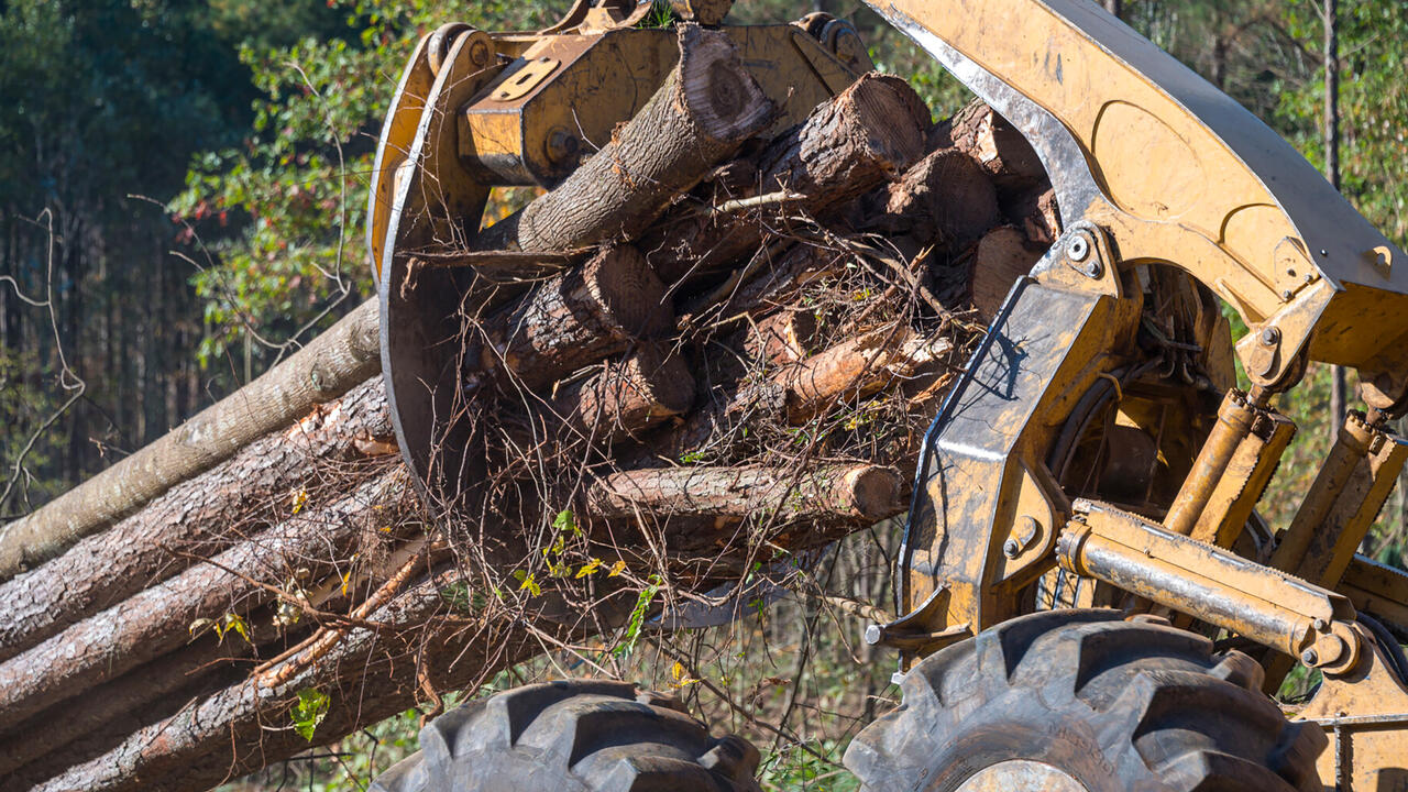 Yellow skidder claw grabs tree logs.