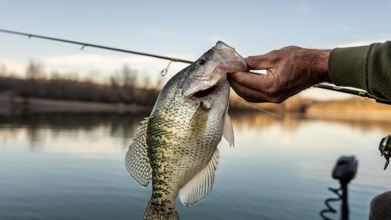 A crappie held by the hand of a fisherman with a pole in the background