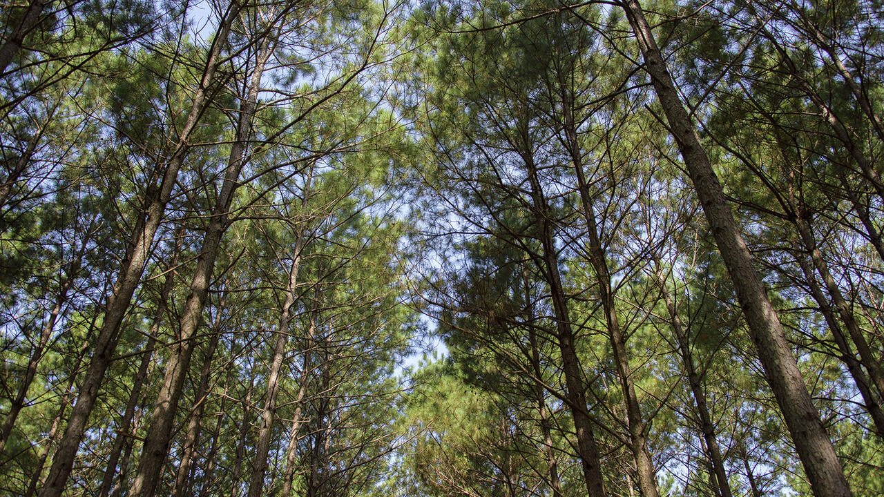 Tall standing pine trees are viewed looking up into their tops.