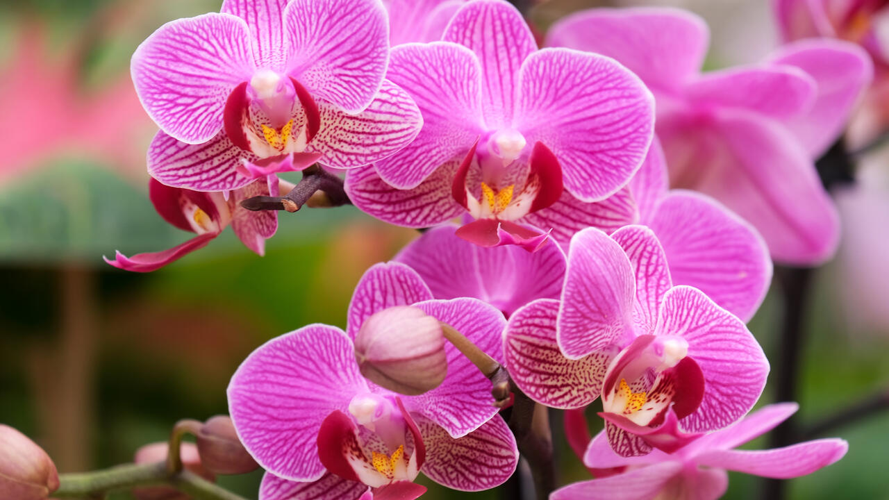 Several deep pink flowers bloom in a cluster.