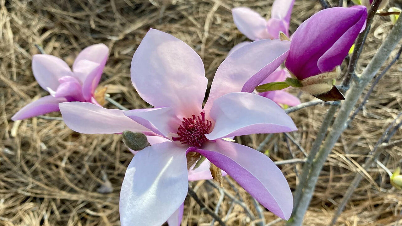 A large purple bloom is next to smaller blooms.