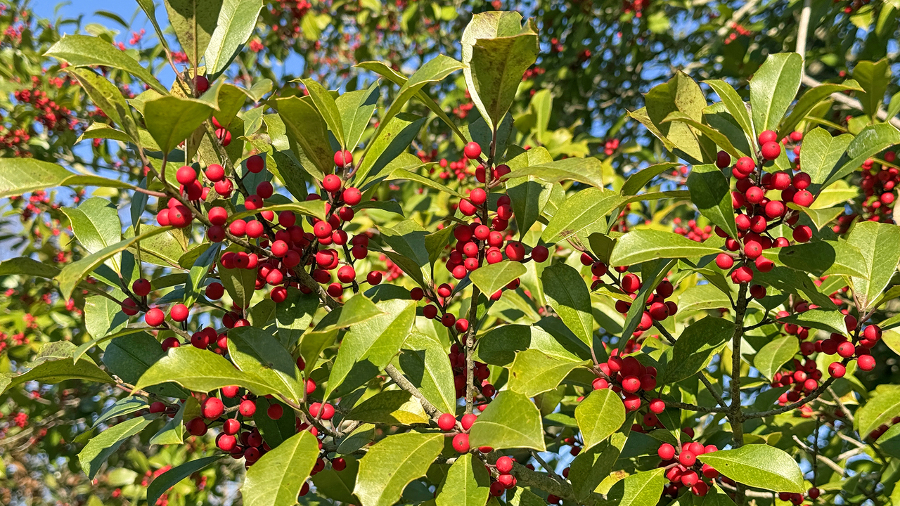 Red berries grow among green leaves on a plant.