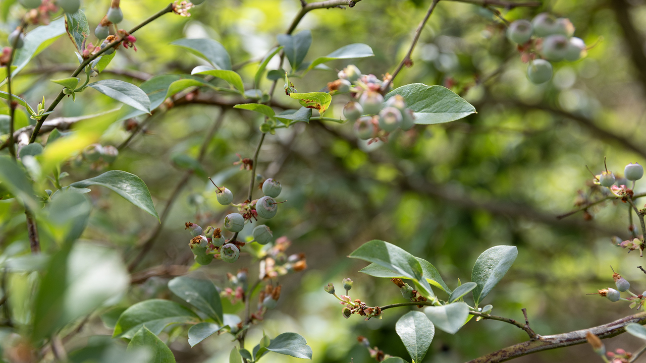 Small, green blueberries grow on a bush.